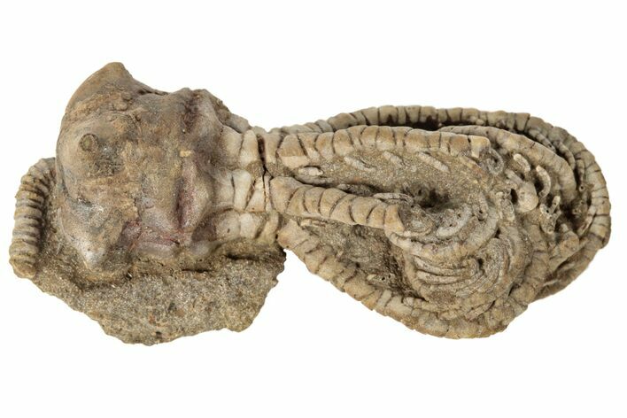 Fossil Crinoid (Jimbacrinus) - Gascoyne Junction, Australia #189494